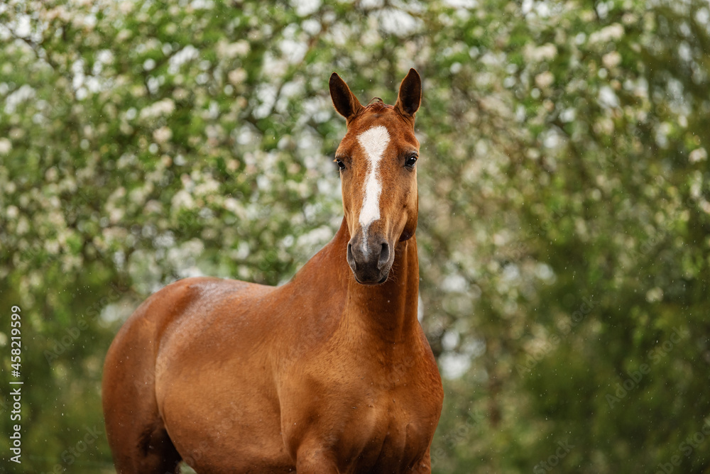 Portrait of Don breed horse in the blooming garden in summer. Russian golden horse. Portrait of Don breed horse in the blooming garden in summer. Russian golden horse.