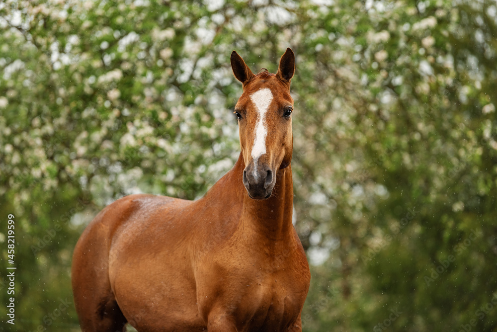 Portrait of Don breed horse in the blooming garden in summer. Russian golden horse.