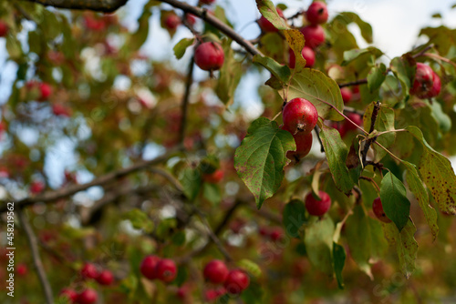 Fruits of a wild apple tree on a branch close-up. Branch with red apples. photo