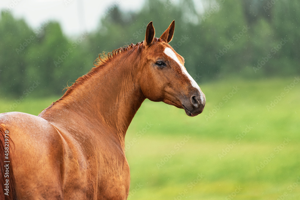 Portrait of Don breed horse in summer. Russian golden horse. Portrait of Don breed horse in summer. Russian golden horse.