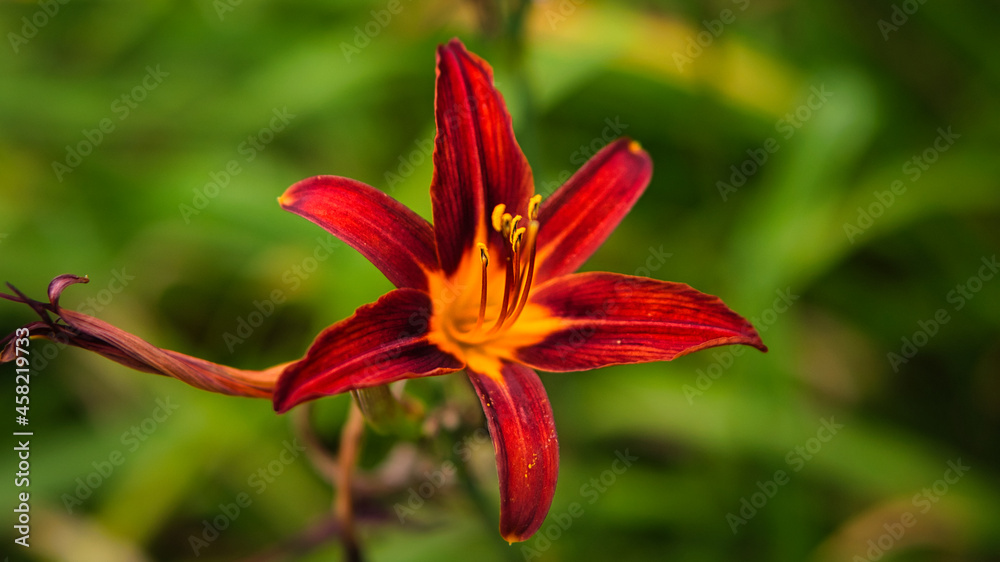 close up of a blossom of a beautiful flower. detailed single shot close up of a blossom of a beautiful flower. detailed single shot