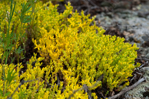 Yellow flowering moss Sedum Sexangulare Plants mats ornamental flowering moss ground cover plants
