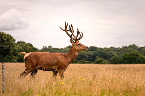 deer in a field