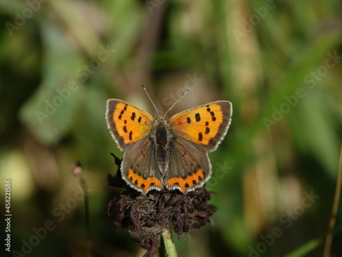 small copper butterfly (Lycaena phlaeas) © sundodger