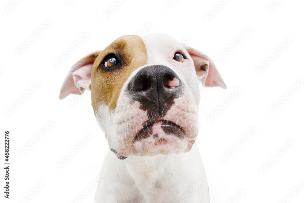 Portrait sad and worried american staffordshire dog looking at camera. Isolated on white background