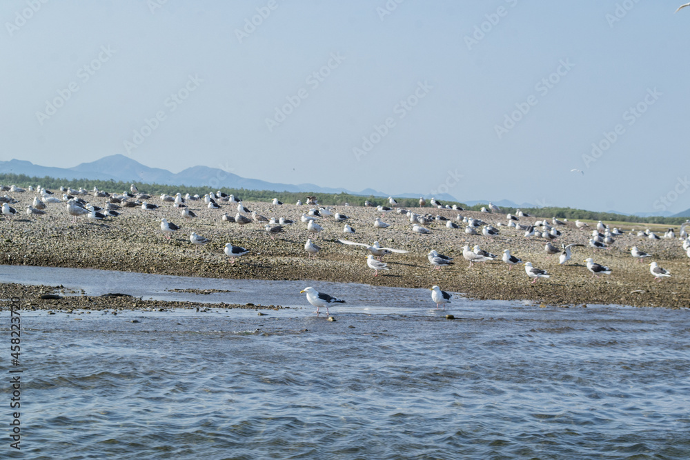 flock of seagulls