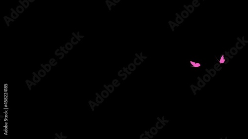 Two large pink butterflies are flying on a black background