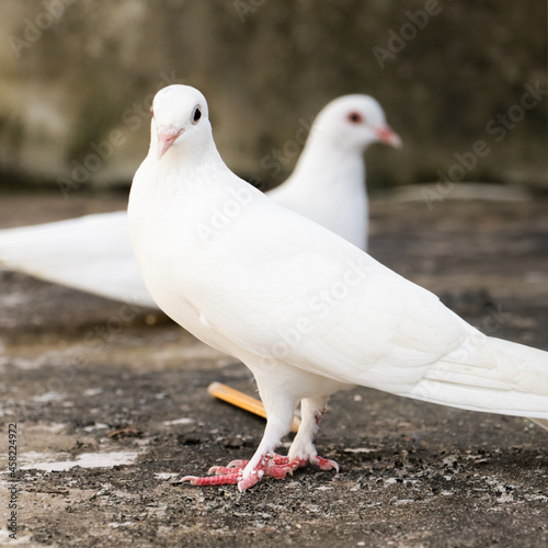 photo showing depth of field with selective focus of two white homing domestic pegions standing in opposite directions to each other during a bright morning day