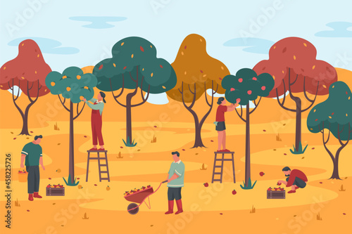 People pick crop in a orchard, vector background. Gardeners or farmers gathering a ripe fruits from aplle trees. Farming or agricultural activity. Summer or autumn fruit trees harvest.