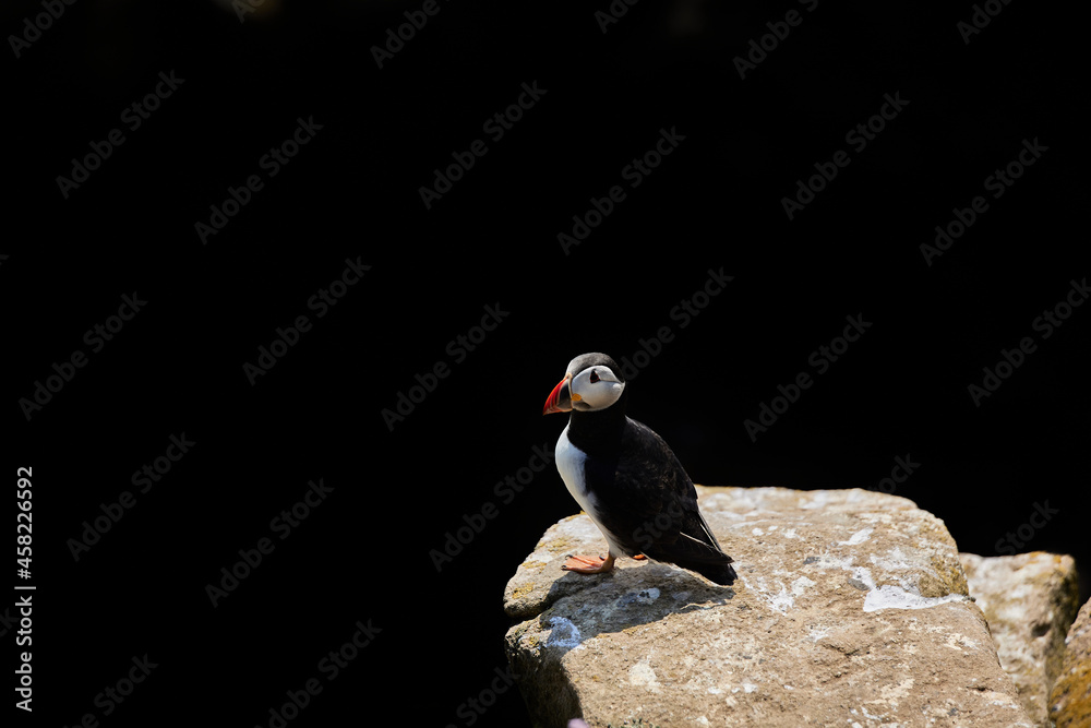 Obraz premium bird puffin with a large black copy space for advertising