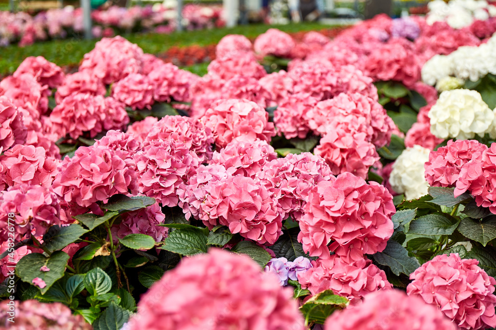 Large Industrial Greenhouse with colorful hydrangea. Flowers in pots all around. Large Industrial Greenhouse with colorful hydrangea. Flowers in pots all around.