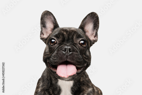 Close-up of beautiful dog, puppy of French bulldog posing isolated over white background. Concept of pets, domestic animal, health photo