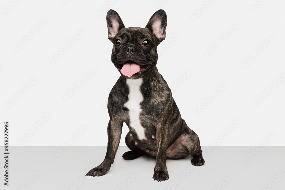 Portrait of cute puppy of French bulldog, purebred dog posing isolated over white background. Concept of pets, domestic animal, health Portrait of cute puppy of French bulldog, purebred dog posing isolated over white background. Concept of pets, domestic animal, health
