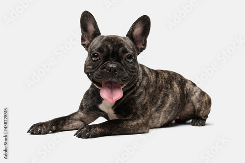 Portrait of cute puppy of French bulldog, purebred dog posing isolated over white background. Concept of pets, domestic animal, health © master1305