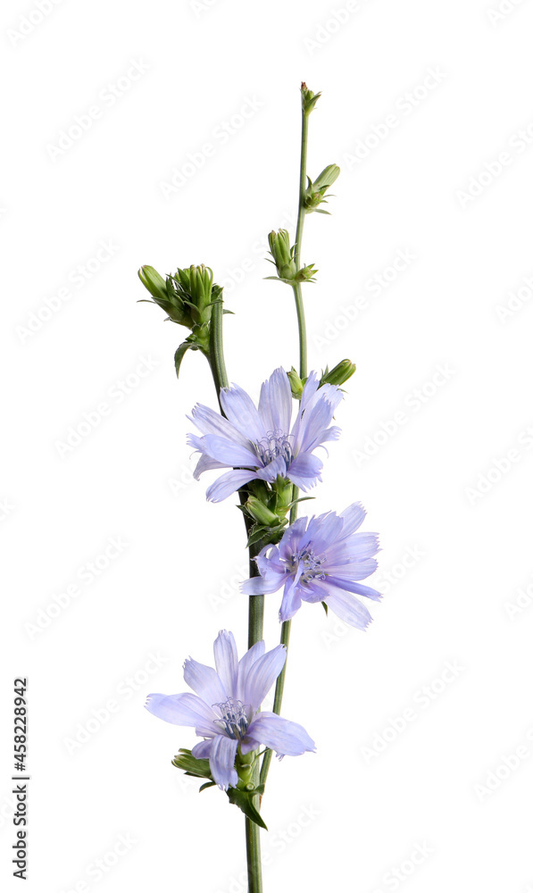 Fototapeta premium Beautiful blooming chicory flowers on white background