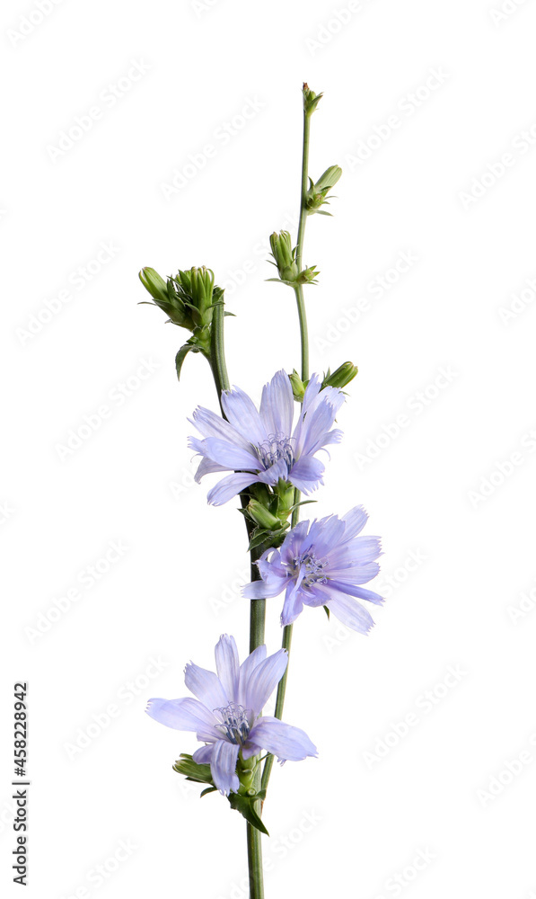 Beautiful blooming chicory flowers on white background