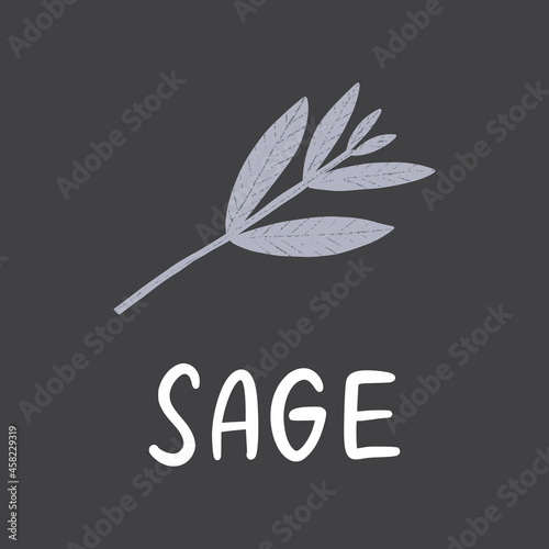 Sage branch with lettering. Flat hand drawn herb for cooking isolated on dark background. Fresh green organic seasoning vector illustration.