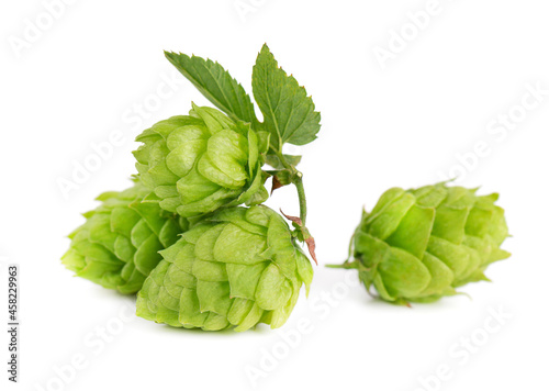 Fresh green hops branch, isolated on a white background. Hop cones with leaf. Organic hop flowers. Close up.