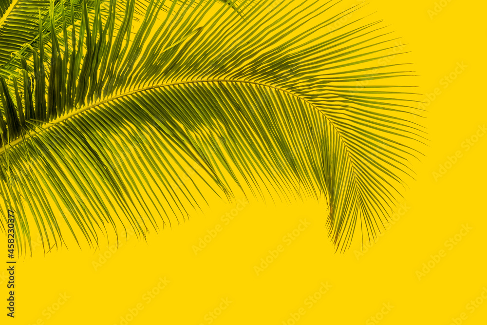 palme de cocotier sur fond jaune 