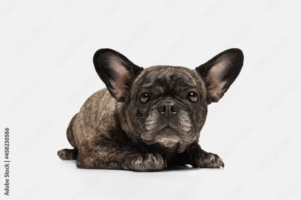 One cute puppy of French bulldog, purebred dog lying on floor isolated over white background. Concept of pets, domestic animal, health