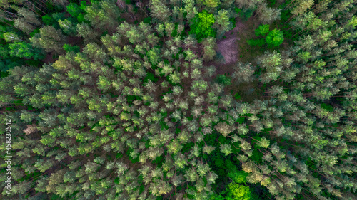 aerial view of green forest from top. drone photography. © Andrzej Wilusz
