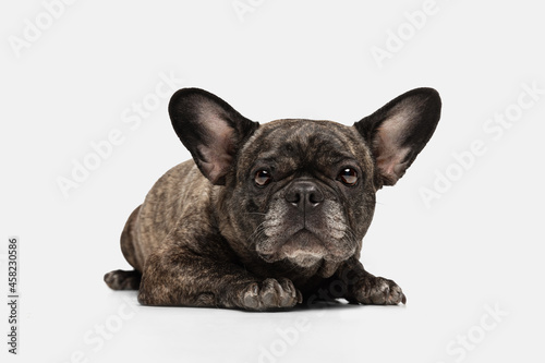 One cute puppy of French bulldog, purebred dog lying on floor isolated over white background. Concept of pets, domestic animal, health © master1305
