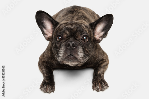 Portrait of cute puppy of French bulldog, purebred dog posing isolated over white background. Concept of pets, domestic animal, health © master1305