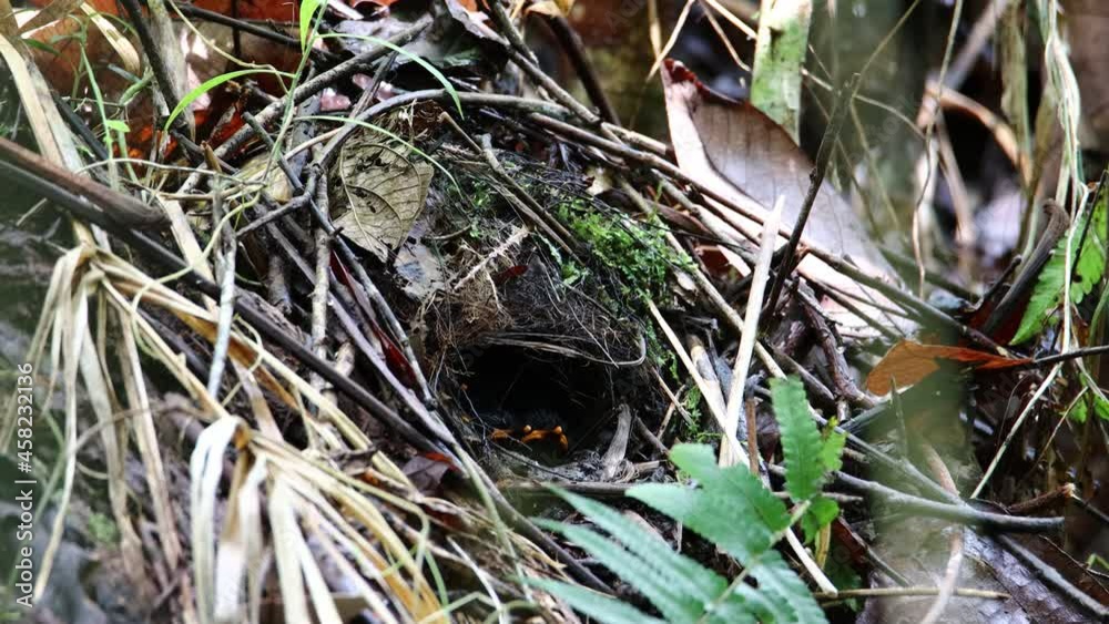 Hooded Pitta feeding baby with earth worm and ready to leave the mound nest in the next minute. Mother and babies bird. Hooded Pitta feeding baby with earth worm and ready to leave the mound nest in the next minute. Mother and babies bird.