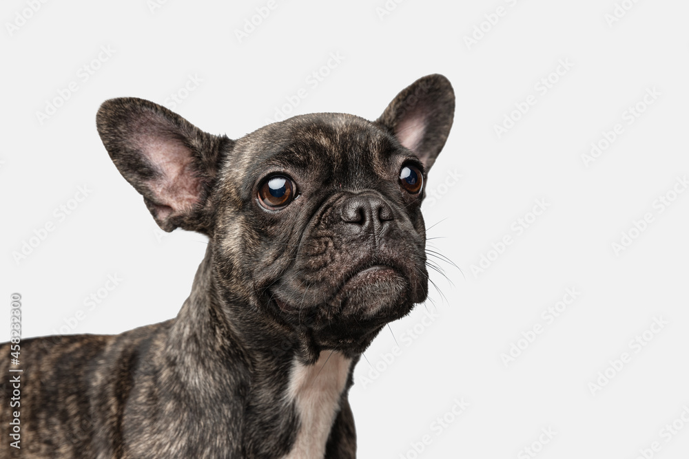 Close-up of beautiful dog, puppy of French bulldog posing isolated over white background. Concept of pets, domestic animal, health