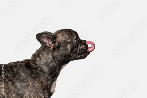Fototapeta Naklejka Na Ścianę i Meble -  Side view of of cute puppy of French bulldog, purebred dog posing isolated over white background. Concept of pets, domestic animal, health