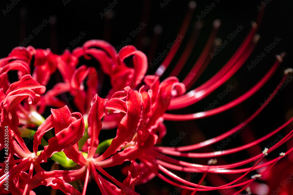 Red Spider Lily or Cluster Amaryllis Flowers in The Garden after The Rain, Autumn or Fall Background, Higanbana Red Spider Lily or Cluster Amaryllis Flowers in The Garden after The Rain, Autumn or Fall Background, Higanbana