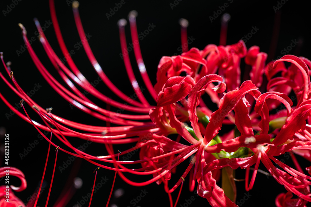 Red Spider Lily or Cluster Amaryllis Flowers in The Garden, Autumn or Fall Background, Higanbana Red Spider Lily or Cluster Amaryllis Flowers in The Garden, Autumn or Fall Background, Higanbana