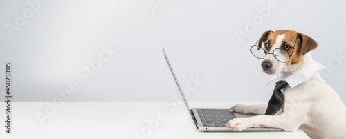 Valokuva Jack russell terrier dog in glasses and tie works on laptop on white background