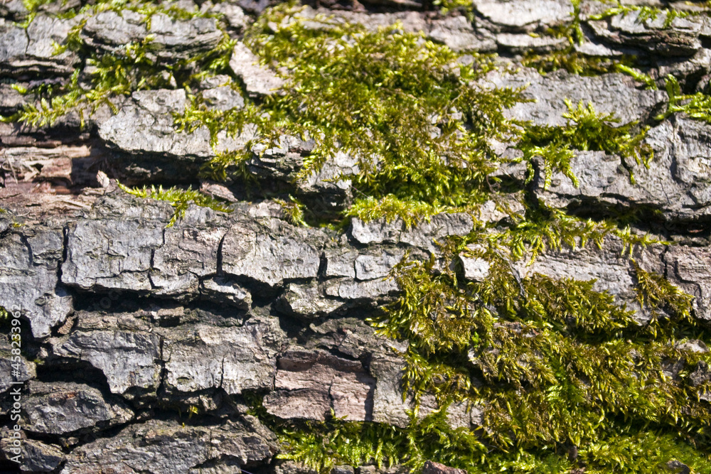 Moss and tree brak texture close-up.