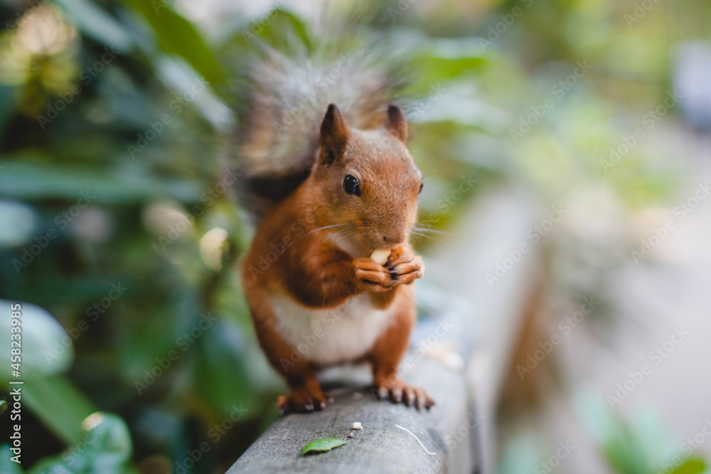 Obraz premium Closeup of a red squirrel, Sciurus vulgaris, in a park. Eating a peanut.