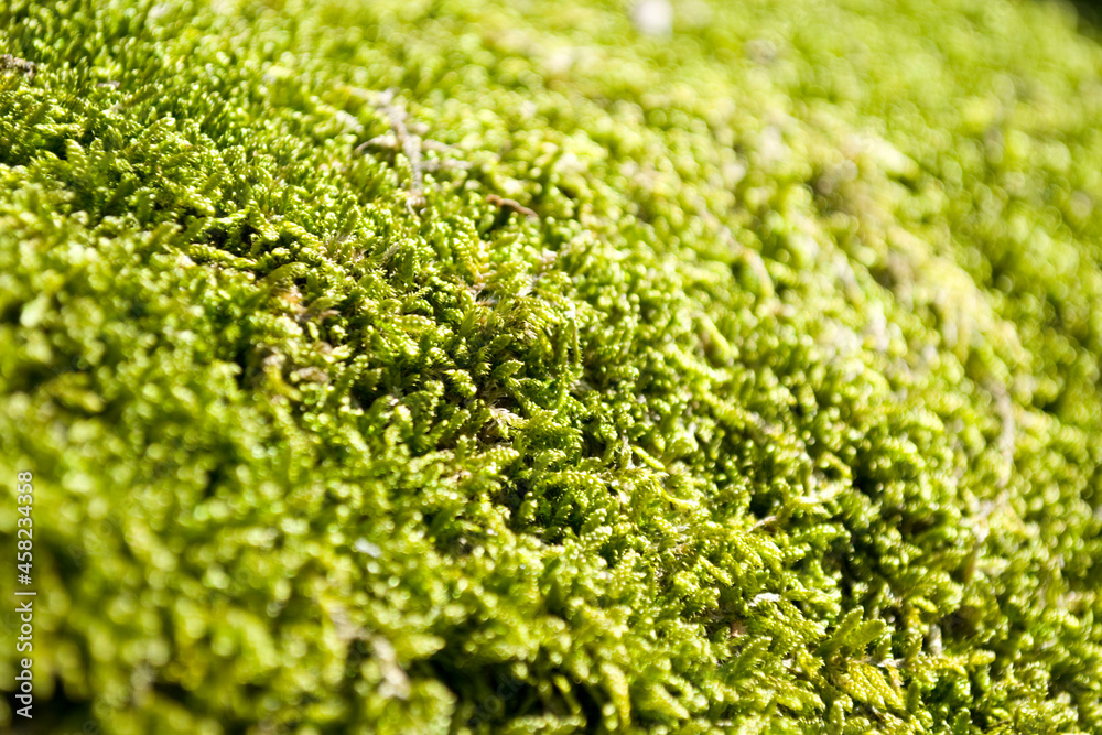 Moss and tree brak texture close-up. Moss and tree brak texture close-up.