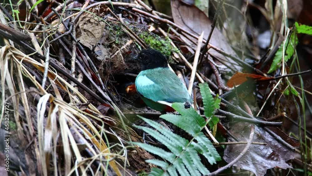 Hooded Pitta feeding baby with earth worm and ready to leave the mound nest in the next minute. Mother and babies bird. Hooded Pitta feeding baby with earth worm and ready to leave the mound nest in the next minute. Mother and babies bird.