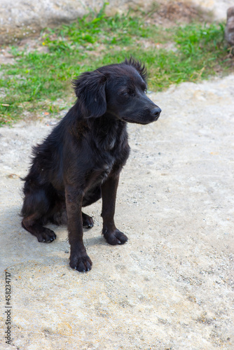 Fototapeta Naklejka Na Ścianę i Meble -  cute black dog sitting on the pavement