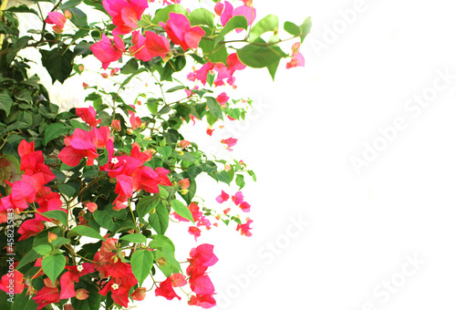 Bougainvillea flowers on white background
