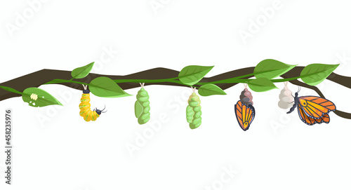 Foto Butterfly metamorphosis and life cycle of larva