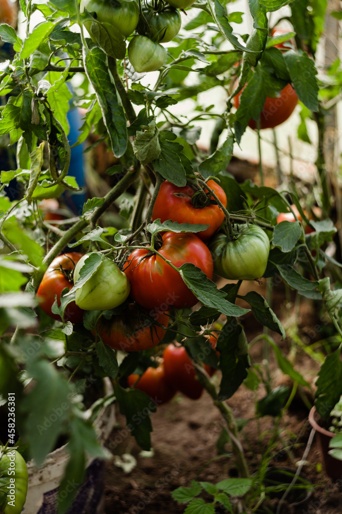 Czerwone, zielone, czarne pomidory rosnąca w ekologicznej organicznej szklarni