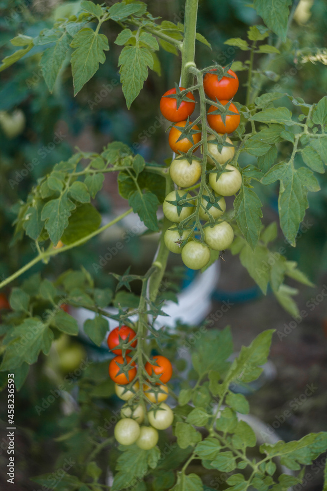 Obraz na płótnie Czerwone, zielone, czarne pomidory rosnąca w ekologicznej organicznej szklarni w salonie