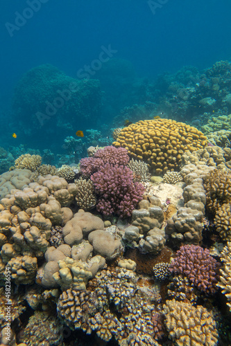 Colorful, picturesque coral reef at the bottom of tropical sea, different types of hard coral, underwater landscape