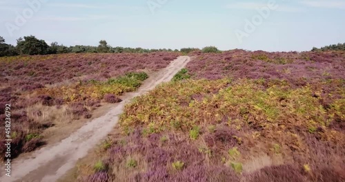 Aerial view of wild heathland in the Suffolk countryside, the area is covered in wild heather that is in full bloom and a vibrant purple colour