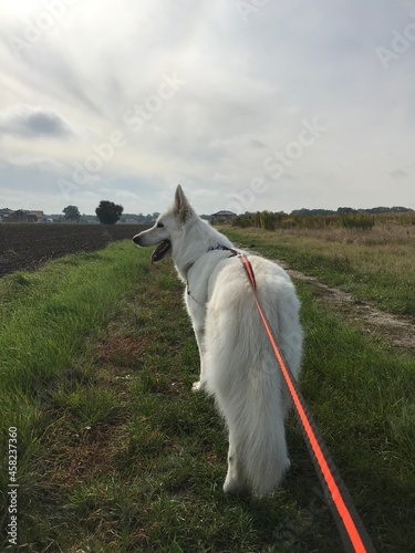 Pies biały owczarek na spacerze 