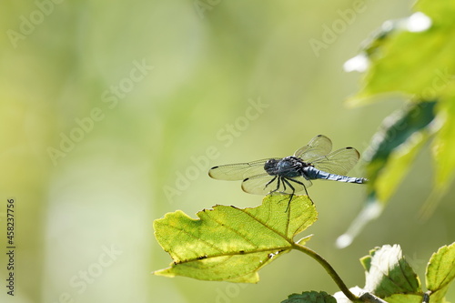 dragonfly is in the forest © Matthewadobe