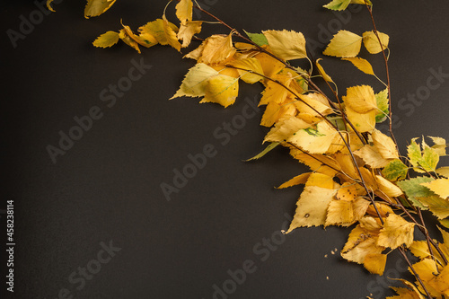 Birch branches with yellow leaves on black stone concrete background