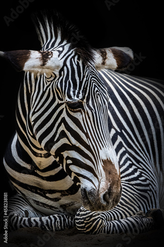 portrait of an african zebra on a black background