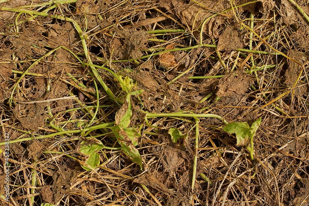plant natural texture from dry brown and green plants in nature plant natural texture from dry brown and green plants in nature