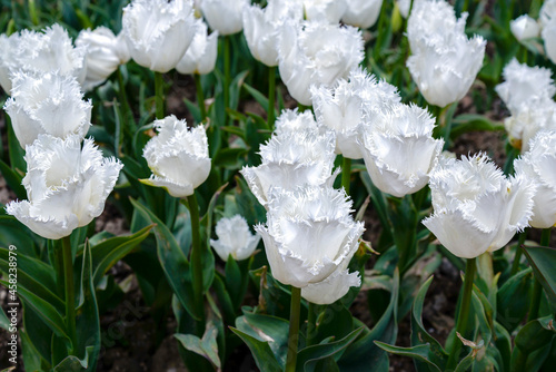 white tulips in the garden